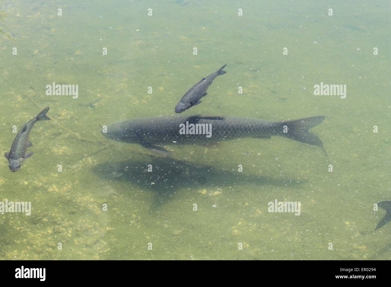 50+ Fremder Fisch Im Teich, Hat jemand eine idee woher ein toter