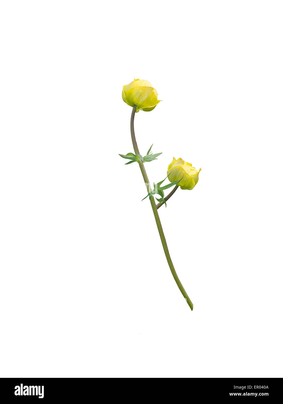 Schöne gelbe kugel blume -Fotos und -Bildmaterial in hoher Auflösung – Alamy