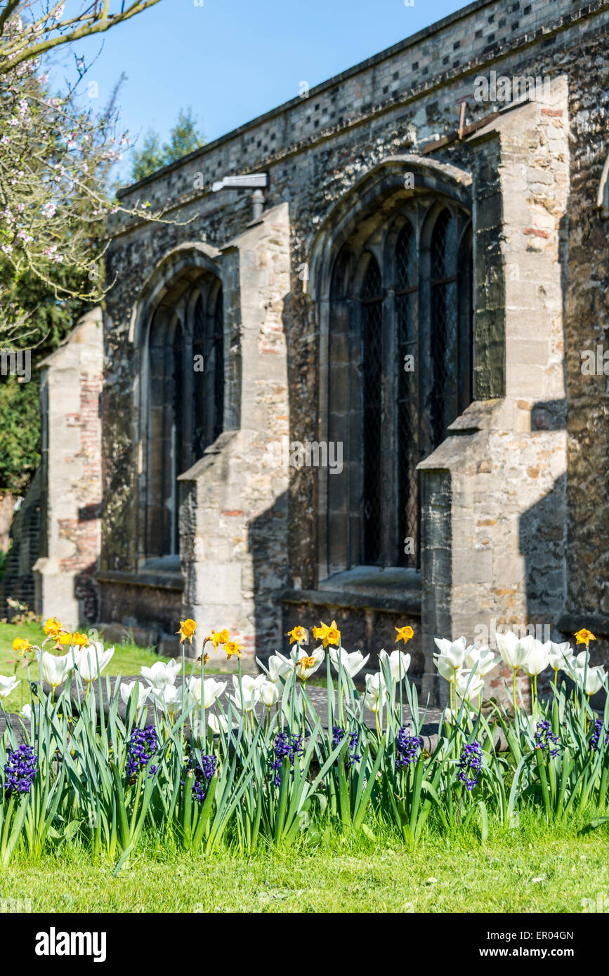 Blumen wachsen auf dem Friedhof der Kirche St Clement, Cambridge, UK Stockfoto