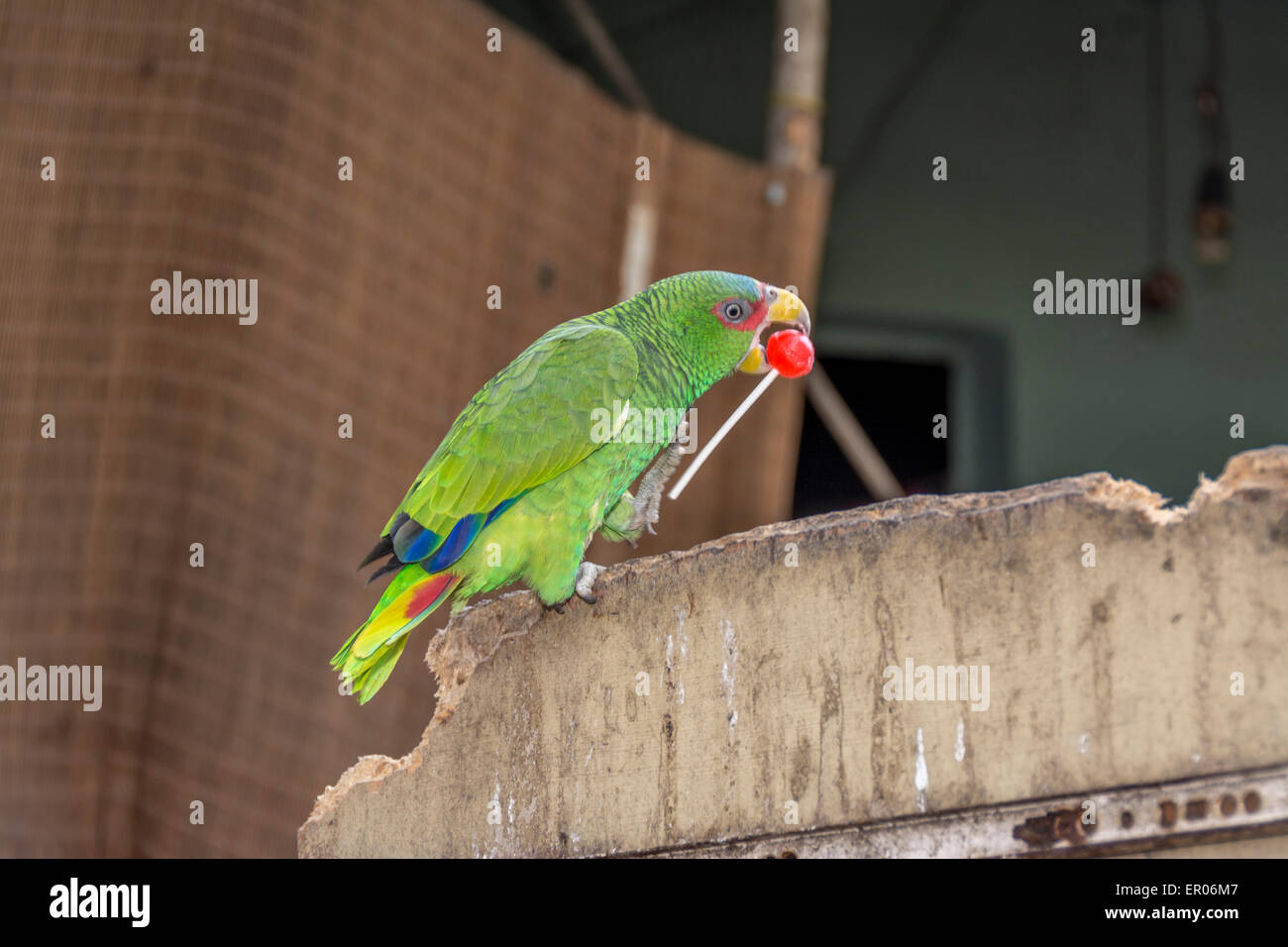 Papagei wissen als White-fronted Amazon oder White-fronted Parrot brillentragende Amazon Papagei mit einem Süßigkeiten-Sauger in Guatemala.  Der wissenschaftliche Name ist Amazona albifrons Stockfoto