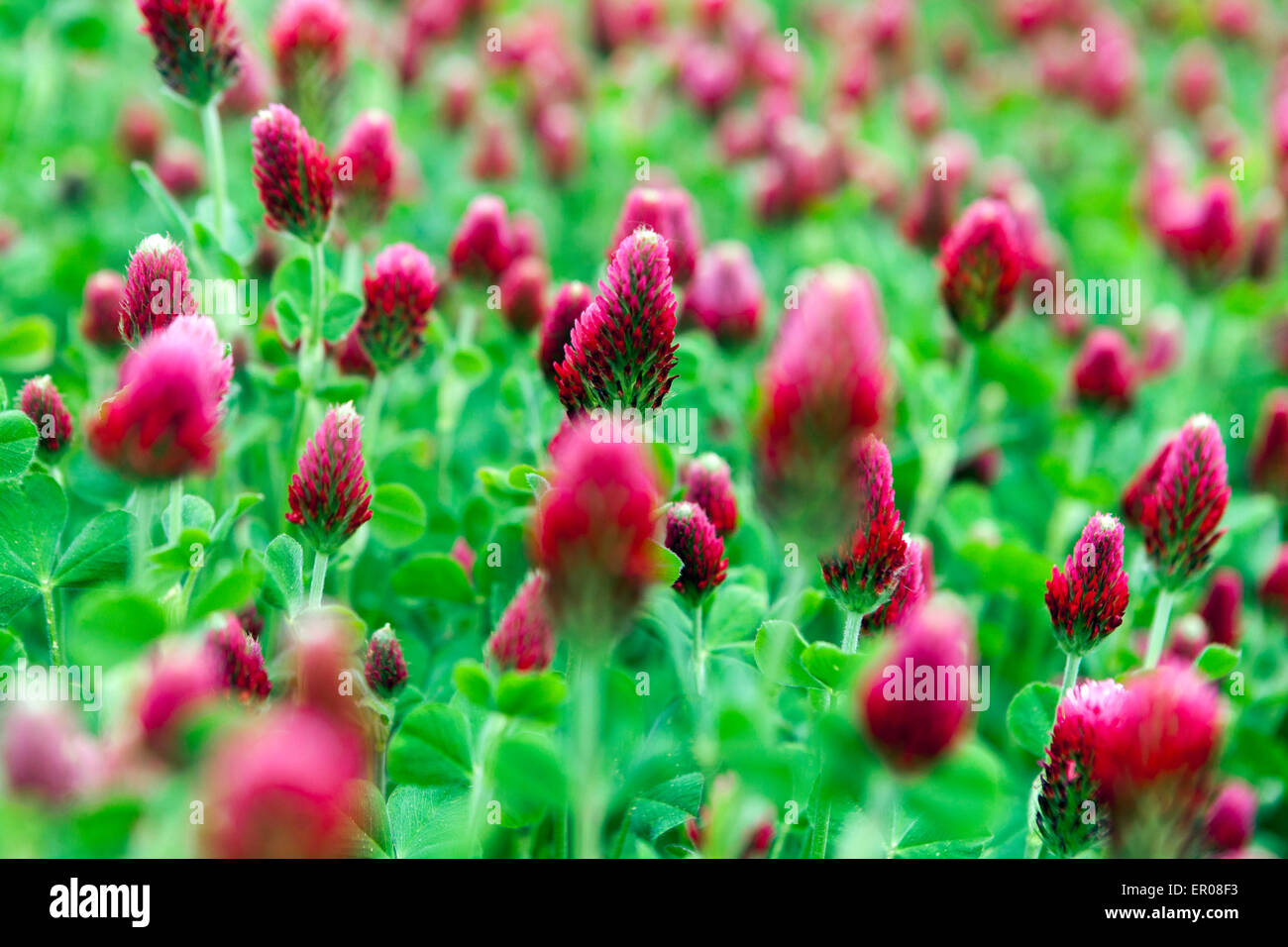 Trifolium incarnatum, Purpurroter Klee, Futtermittel für Vieh, gründüngung Anlage Stockfoto