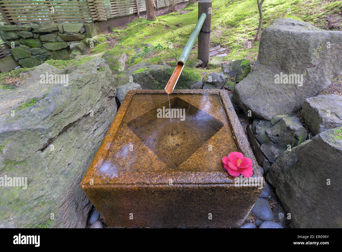 Tsukubai Wasserfontäne in Portland Japanese Garden mit rosa Kamelie Stockfoto