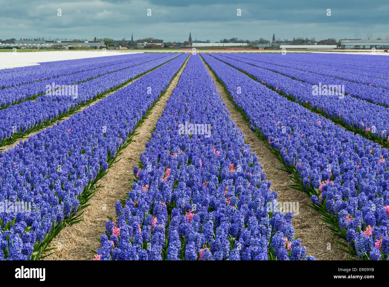 Lila Hyazinthe in einem Feld in der Nähe von Hillegom, Lisse und der Keukenhof in den Niederlanden. Stockfoto