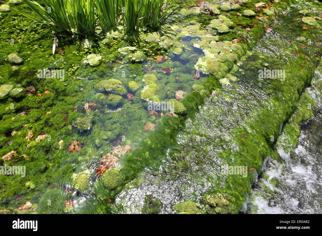 Teich und Fluss Anlage Stockfoto