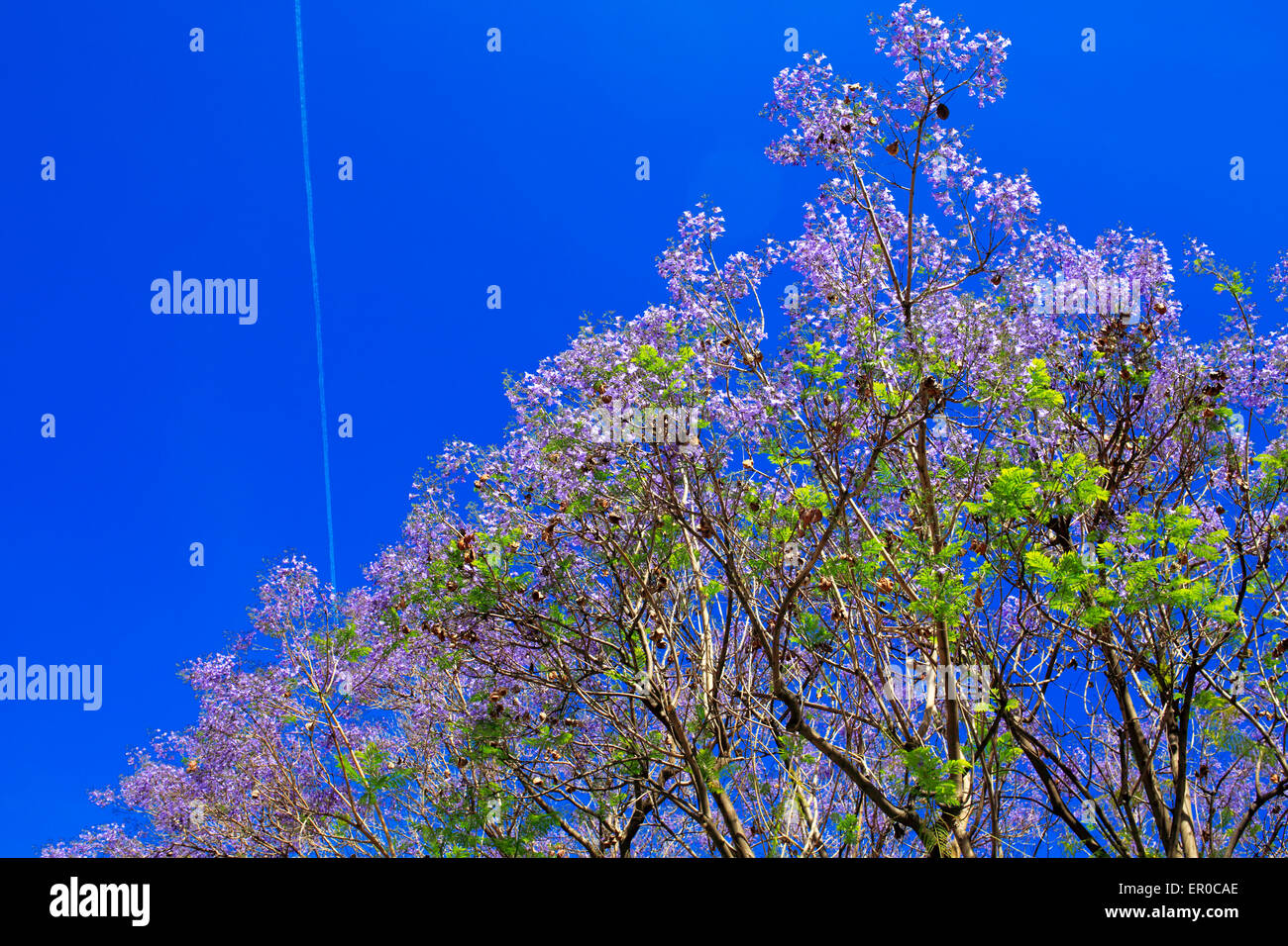 Jacaranda Blossom Baum Frühling Garten Busch blauen Himmel Stockfoto