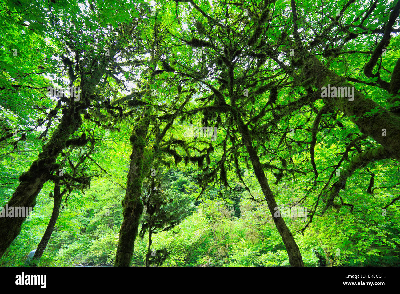 Wald grüner Baum Moos Kaukasus, Abchasien (Georgien) Stockfoto