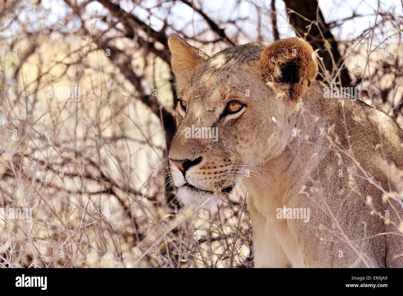 Faszinierendes Gesicht und Augen eines Löwen Stockfoto