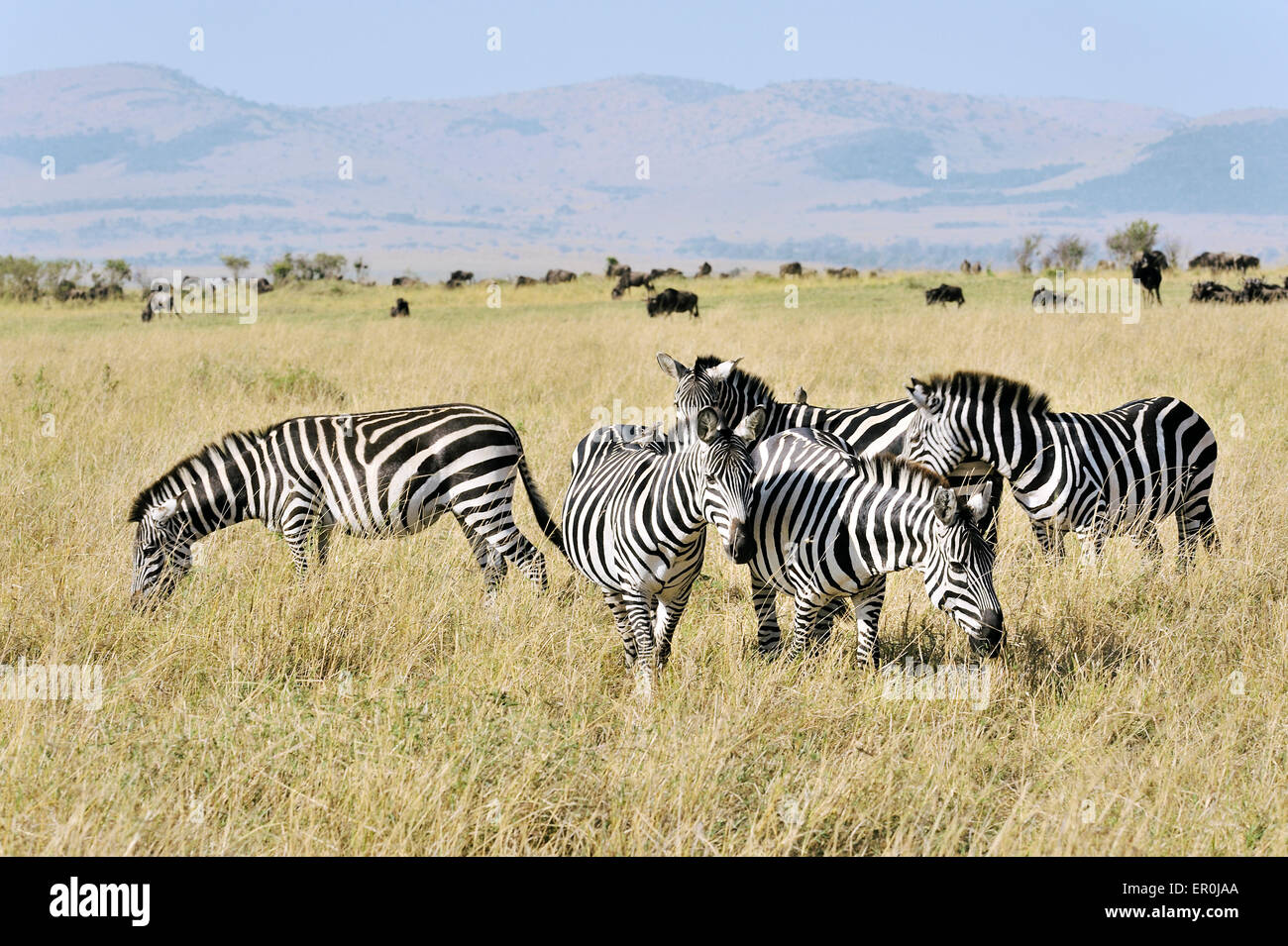 Herde von Zebras in der Savanne Stockfoto