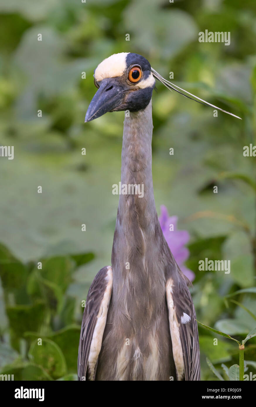 Porträt von der Gelb-gekrönter Nachtreiher (Nyctanassa Violacea), Brazos Bend state Park, Needville, Texas, USA. Stockfoto