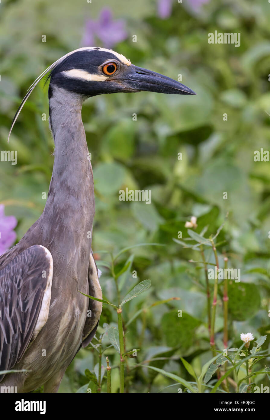 Porträt von der Gelb-gekrönter Nachtreiher (Nyctanassa Violacea), Brazos Bend state Park, Needville, Texas, USA. Stockfoto