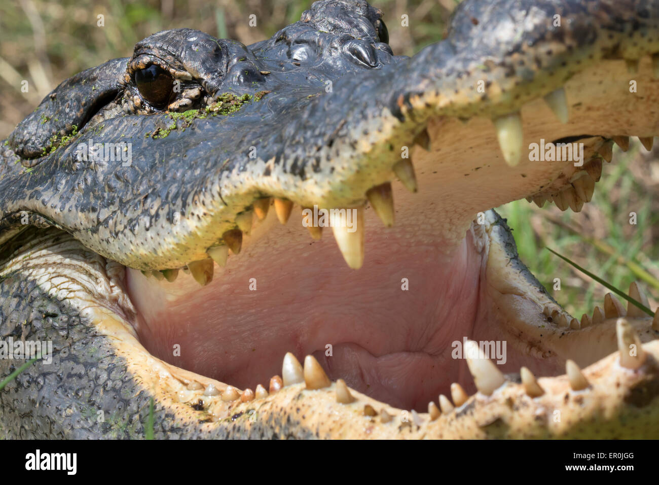 Amerikanischer Alligator (Alligator Mississippiensis) Anblick, Brazos Bend State Park, Needville, Texas, USA. Stockfoto