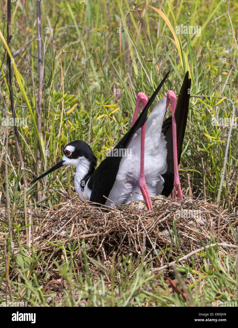 Schwarzhals-Stelzenläufer (Himantopus Mexicanus) Inkubation von Eiern im Nest, Galveston, Texas, USA. Stockfoto