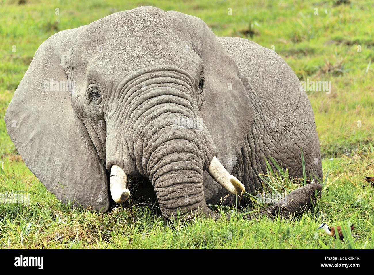 Elefanten wie die Kühlung der Sümpfe im Amboseli Stockfoto