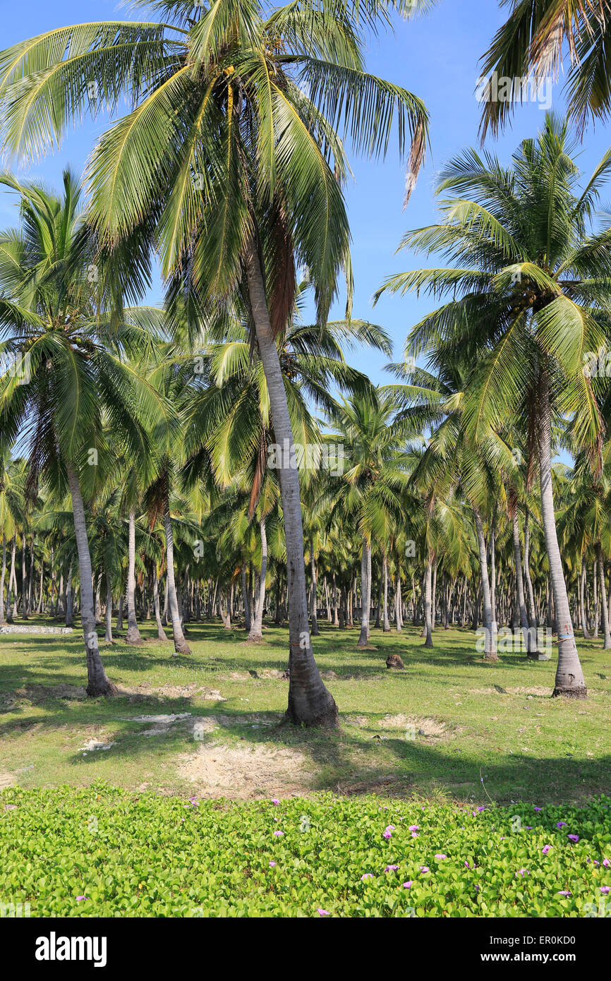 Baum-Kokosnuss-Plantage, Pasikudah Bay, Eastern Province, Sri Lanka, Asien Stockfoto