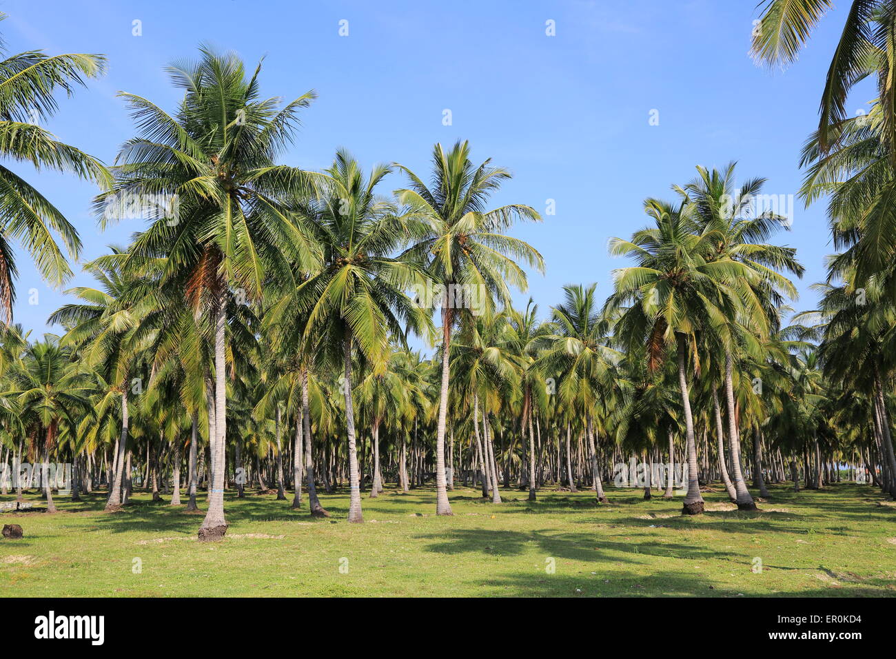 Coconut Palm Tree Plantage, Pasikudah Bay, Eastern Province, Sri Lanka, Asien Stockfoto