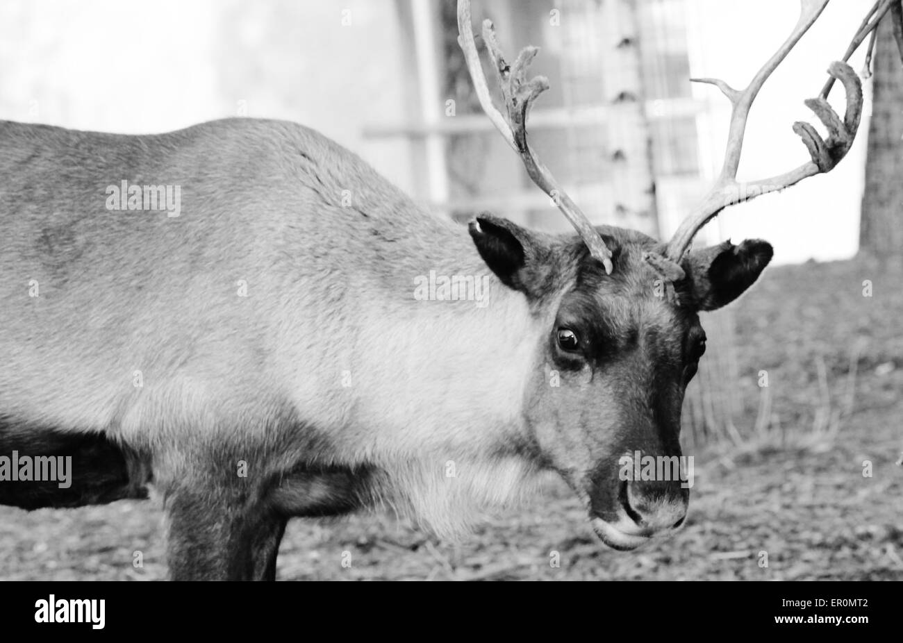 Ausgewachsene shaggy Rentier mit Geweih - Rentiere, Karibus, Rotwild, männlich, natürlichen, rangifer, Säugetier, Stockfoto
