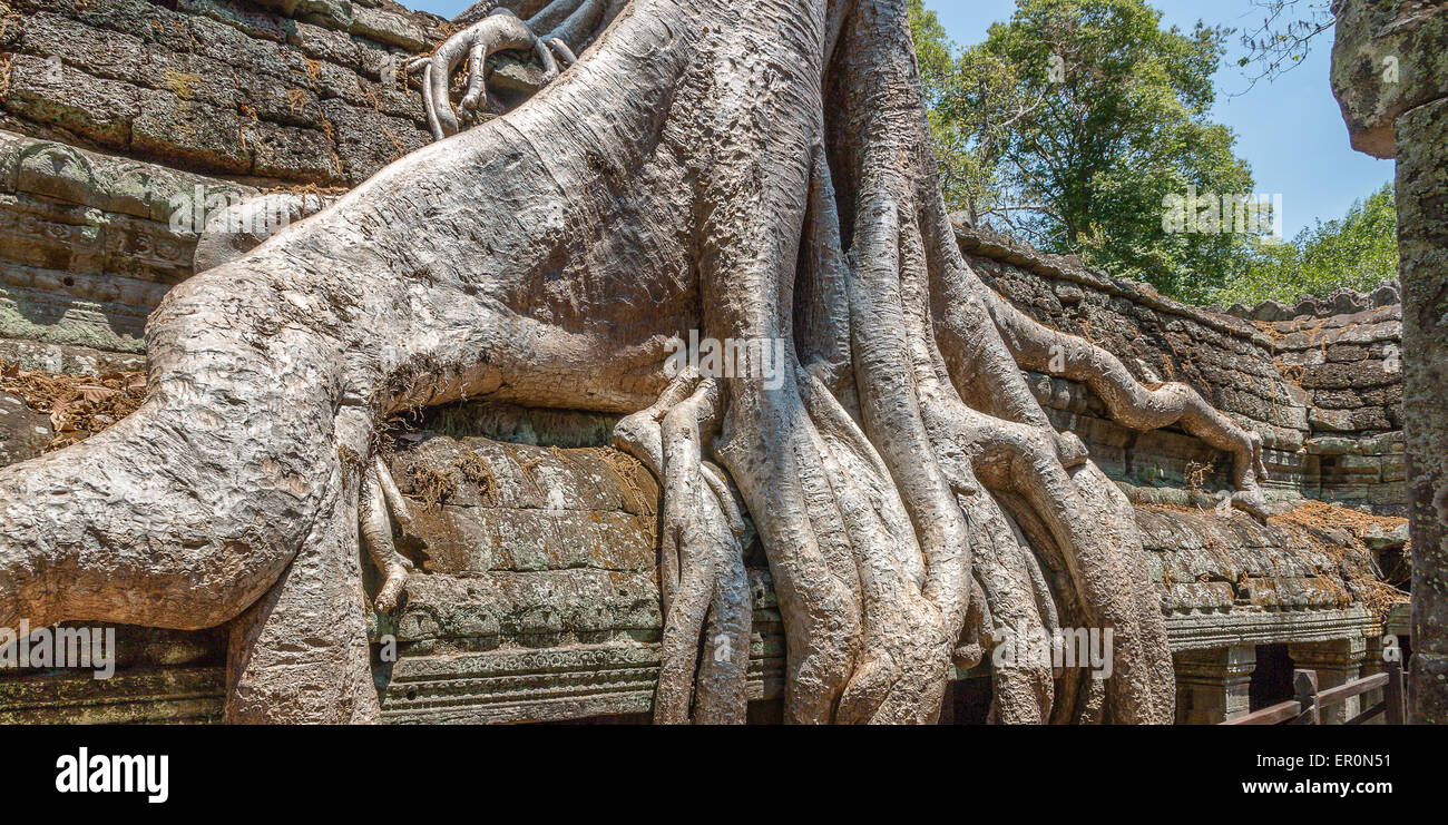 Seide – Baumwolle Baumwurzeln auf Ta Prohm Tempel, Angkor, Kambodscha Stockfoto