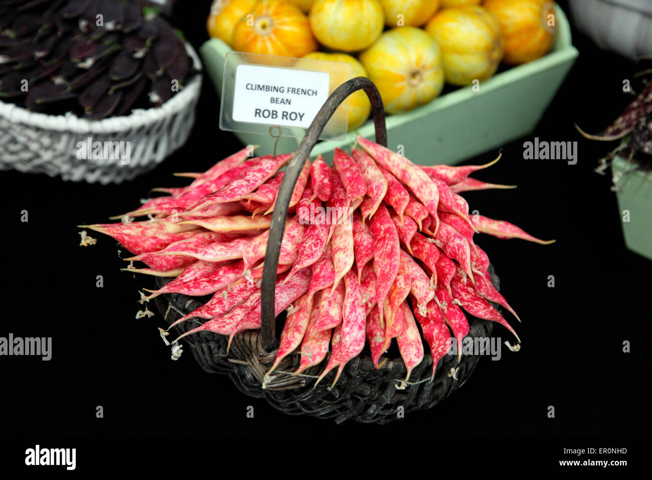 Grüne Bohnen Rob Roy von Robinsons Samen und Pflanzen Stockfoto