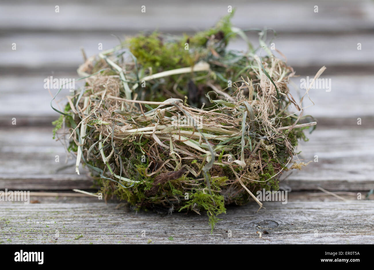 Vogelnest Stockfoto