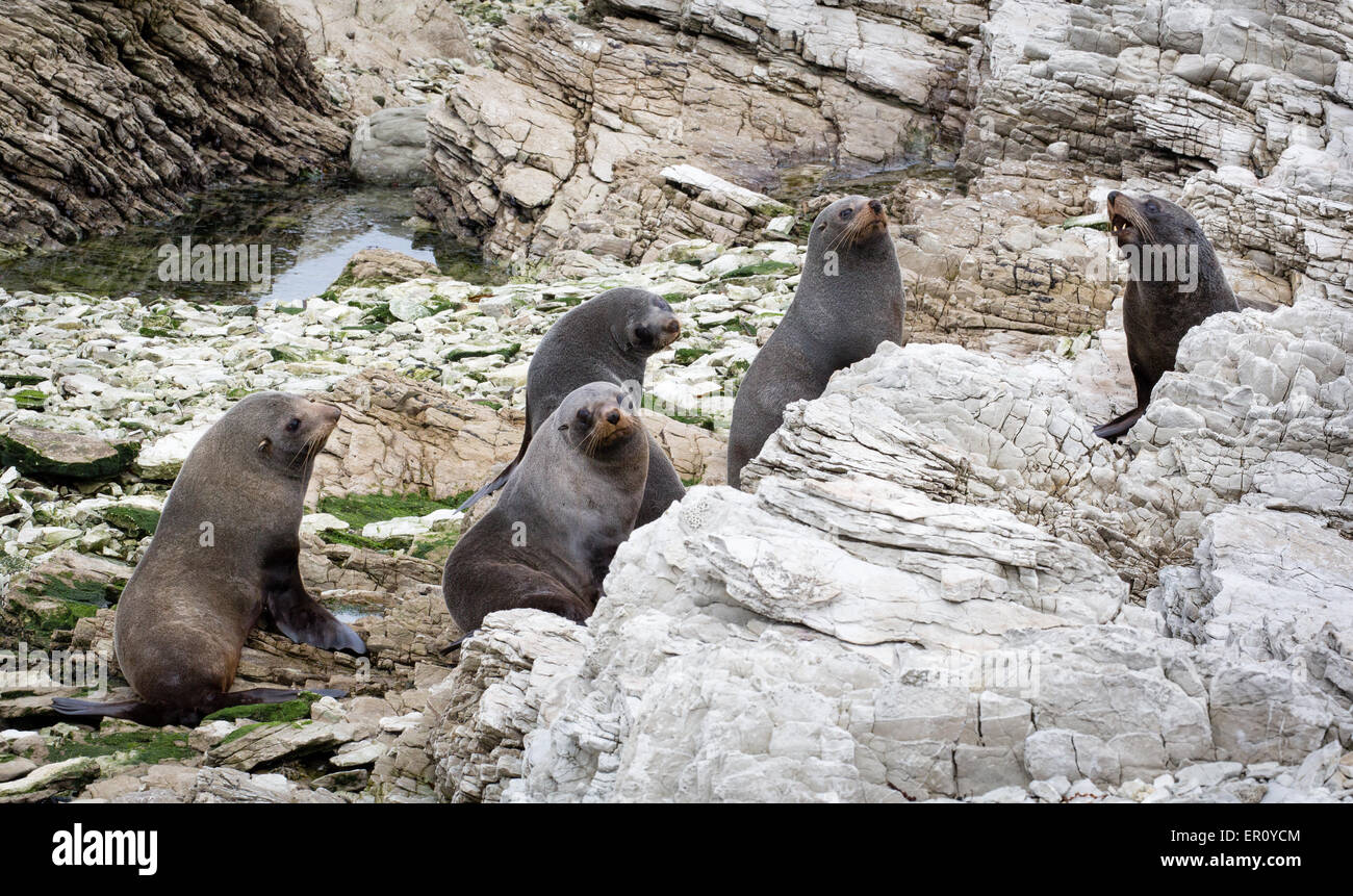 Braun oder Cape Pelzrobben Arctocephalus percivali auf der Kaikoura Halbinsel auf der Südinsel Neuseelands Stockfoto