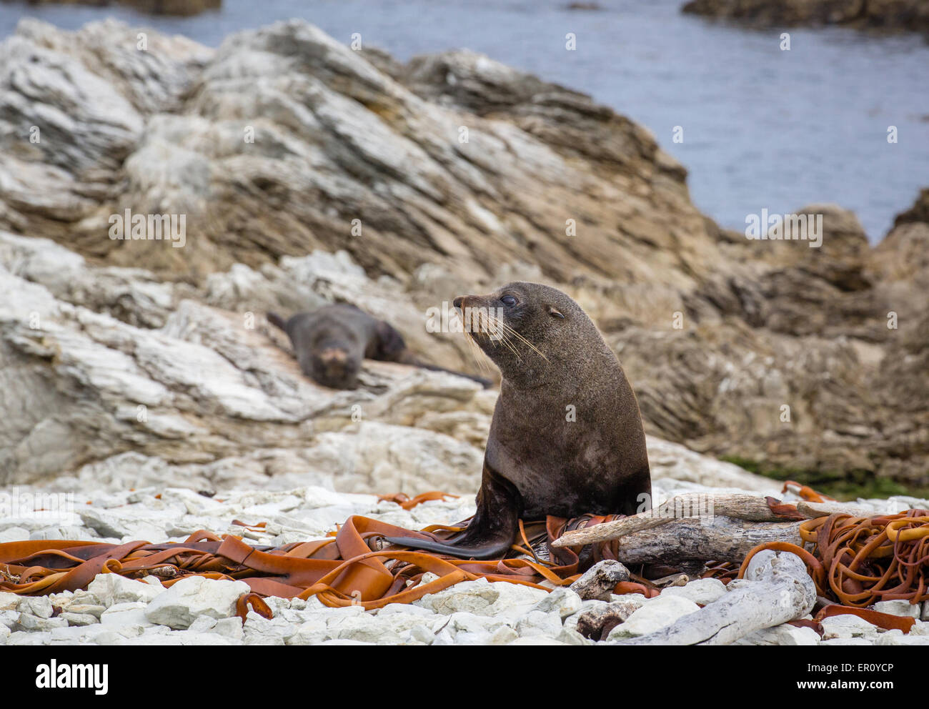 Braun oder Cape Pelzrobben Arctocephalus percivali auf der Kaikoura Halbinsel auf der Südinsel Neuseelands Stockfoto