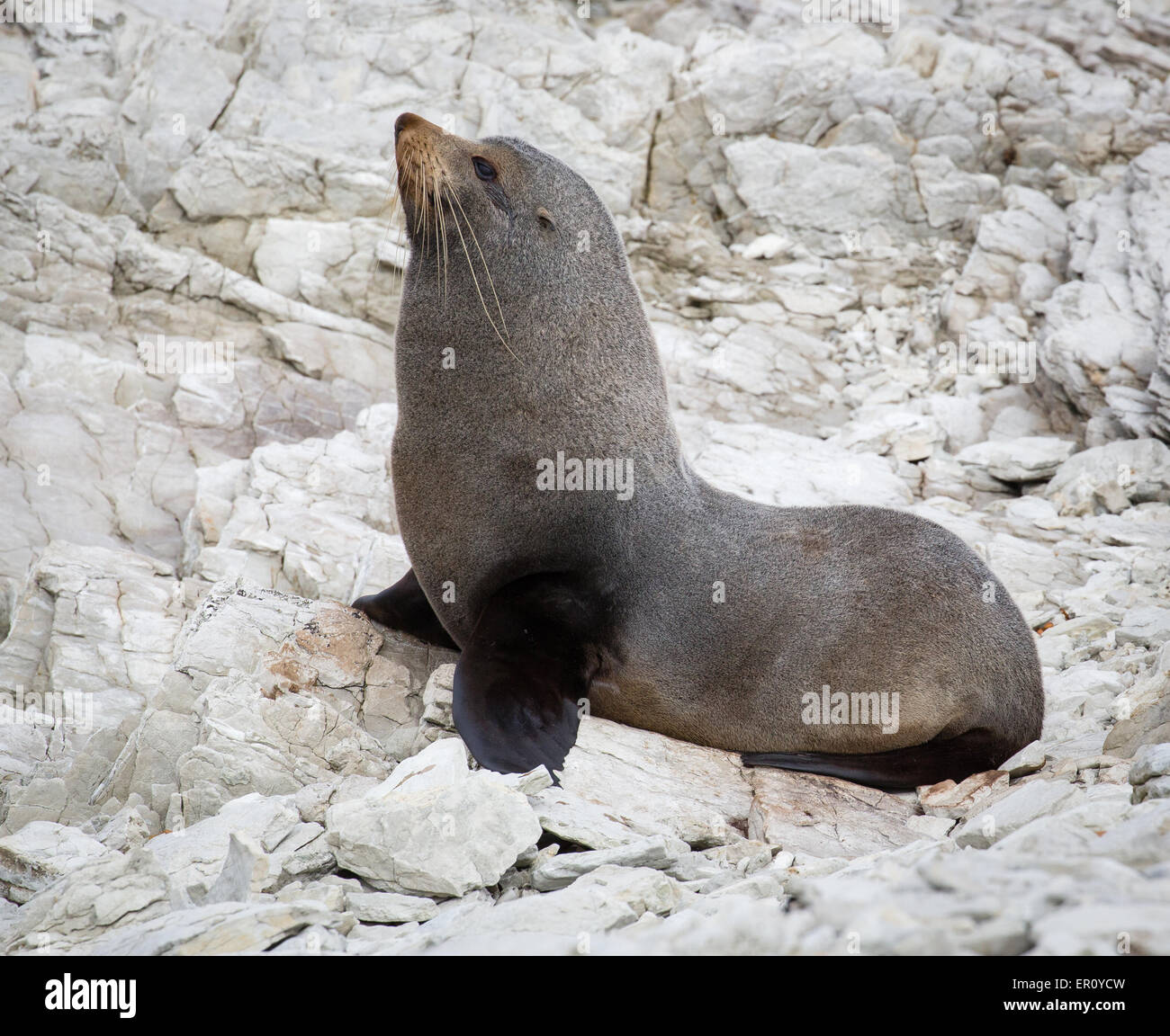 Stier braun oder Cape Seebär Arctocephalus percivali auf der Kaikoura Halbinsel auf der Südinsel Neuseelands Stockfoto