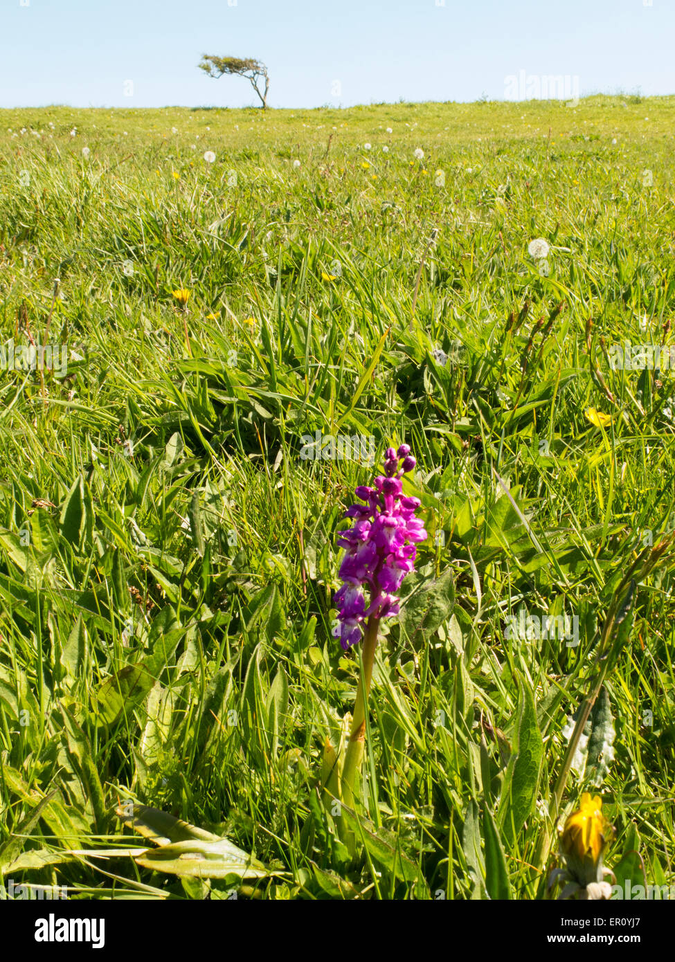 Südlichen Knabenkraut auf South Downs UK Stockfoto