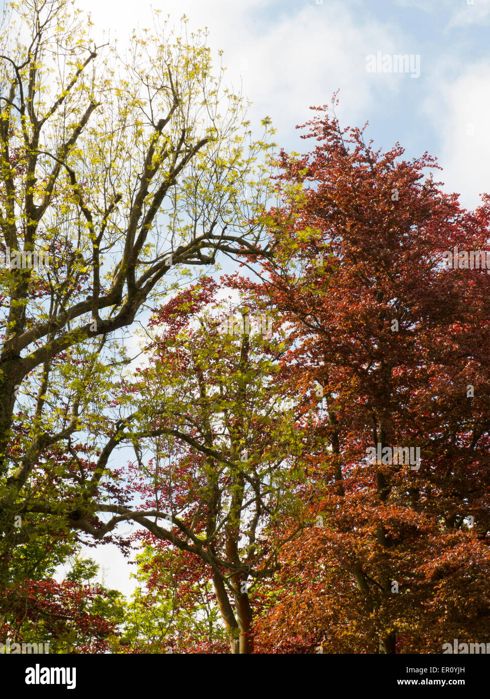 Baumkronen in verschiedenen Farben East Sussex UK Stockfoto