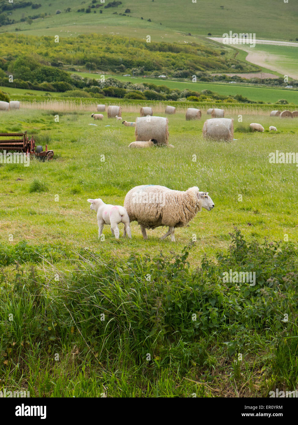 Schaf mit Lamm im Mai South Downs East Sussex UK Stockfoto