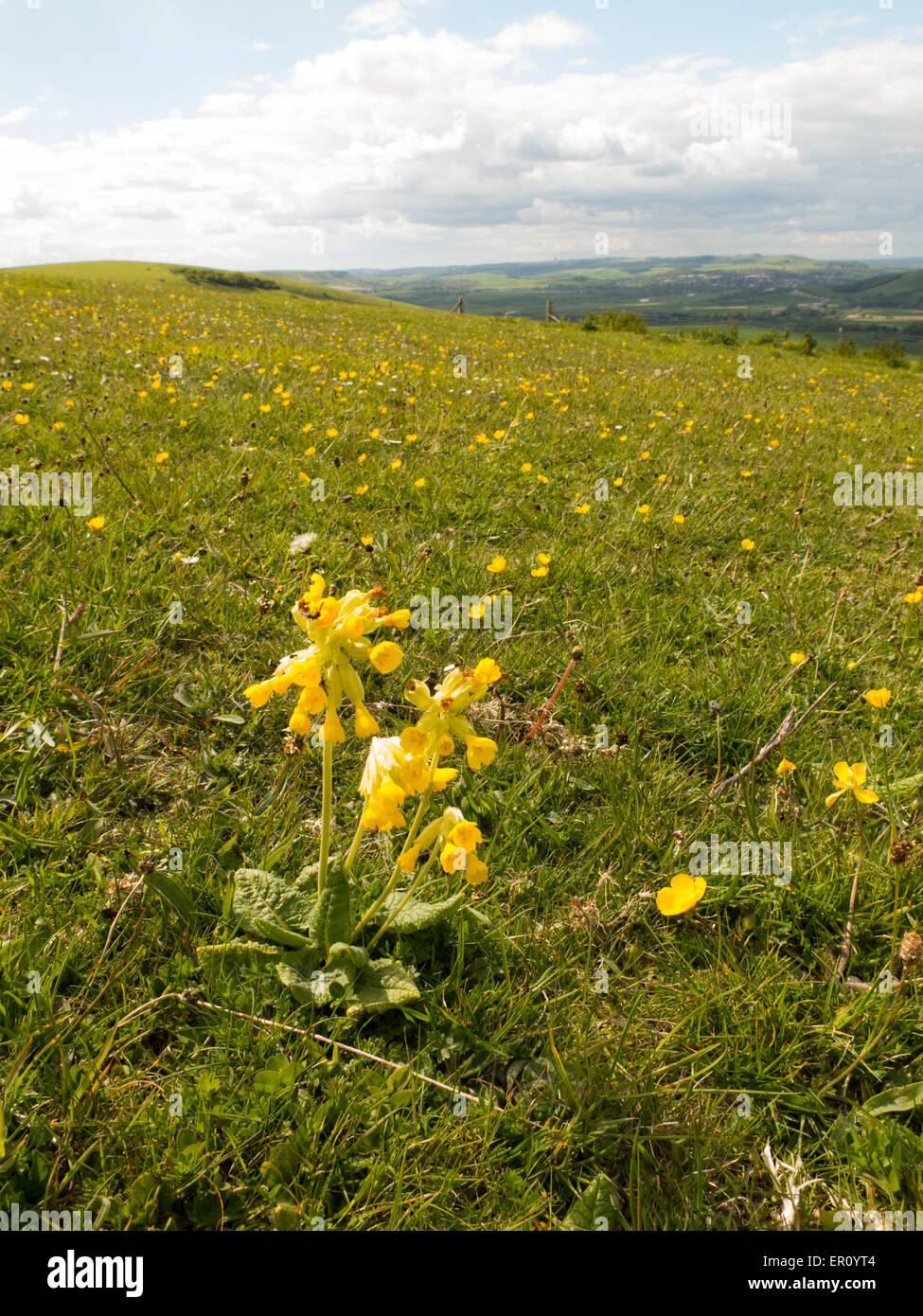 Schlüsselblume wächst auf der South Downs-UK Stockfoto