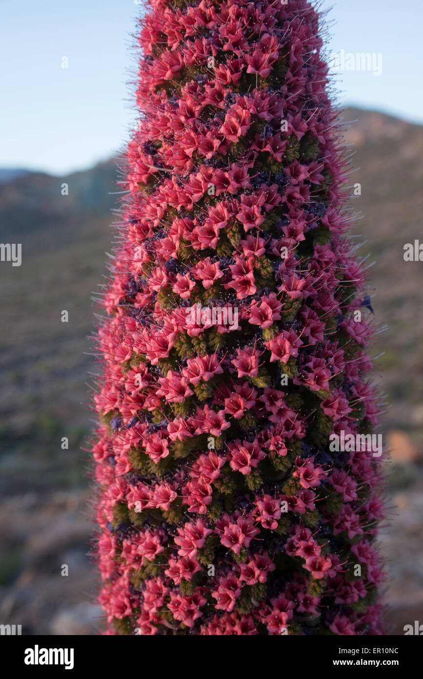 Die roten Bugloss (Tajinaste Rojo in Spanisch, Echium Wildpretii) ist eine endemische Pflanze aus dem Cañadas del Teide-Nationalpark Stockfoto