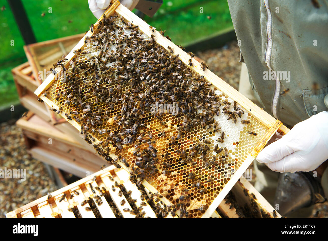 Biene-Halter mit Handschuhen eine Brut Halterahmen gezogen aus dem Bienenstock mit Arbeitsbienen auf. Stockfoto