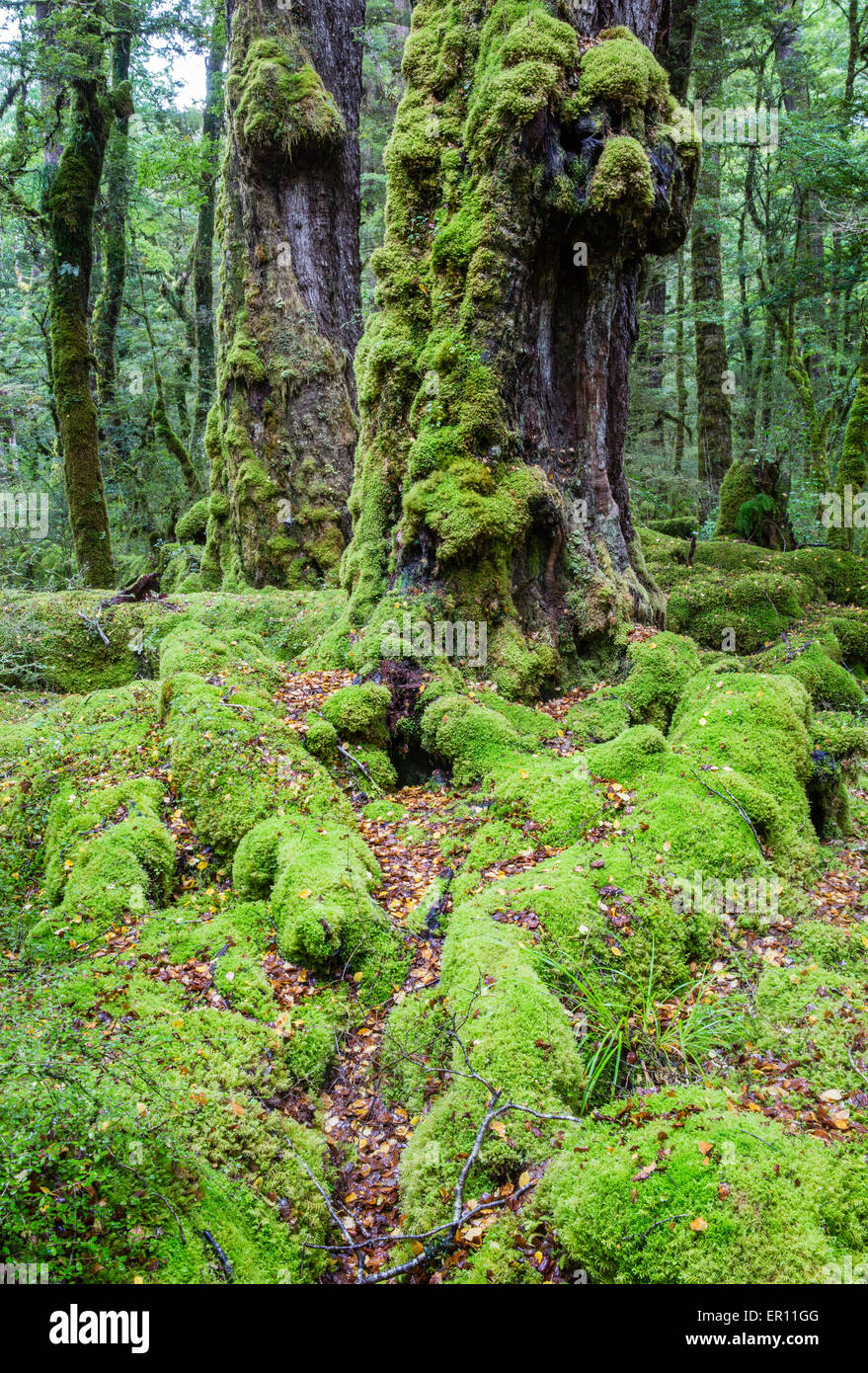Moos bedeckt, Bäume und Wurzeln im Wald von Lake Gunn Naturspaziergang in Fjordland Neuseeland Stockfoto