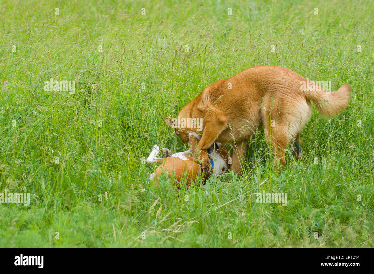 Zwei Hunde kämpfen im Frühjahr Rasen Stockfoto