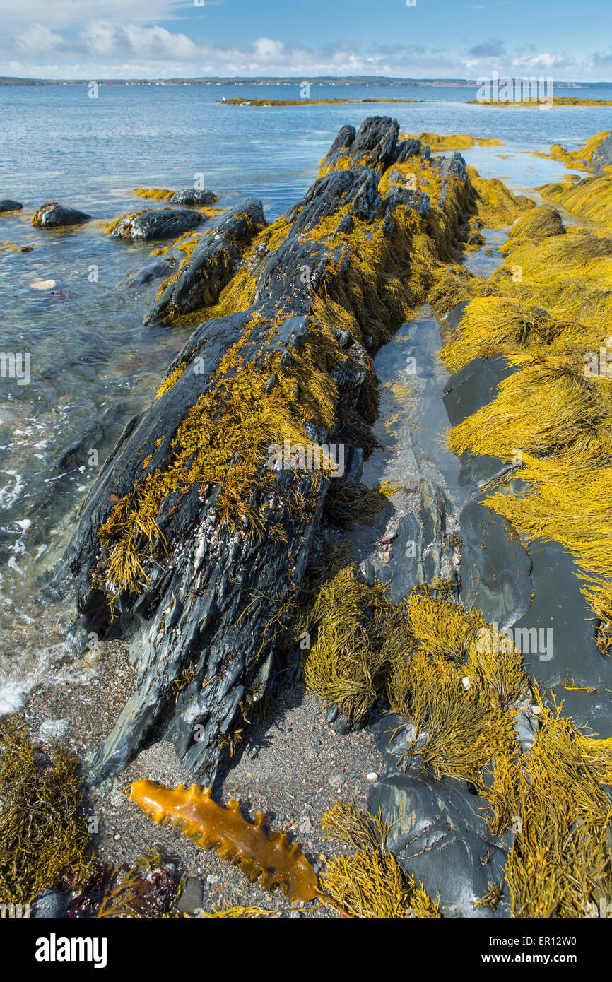 Bild von der Küste Sedimentgesteine in Blue Rocks, Nova Scotia Stockfoto