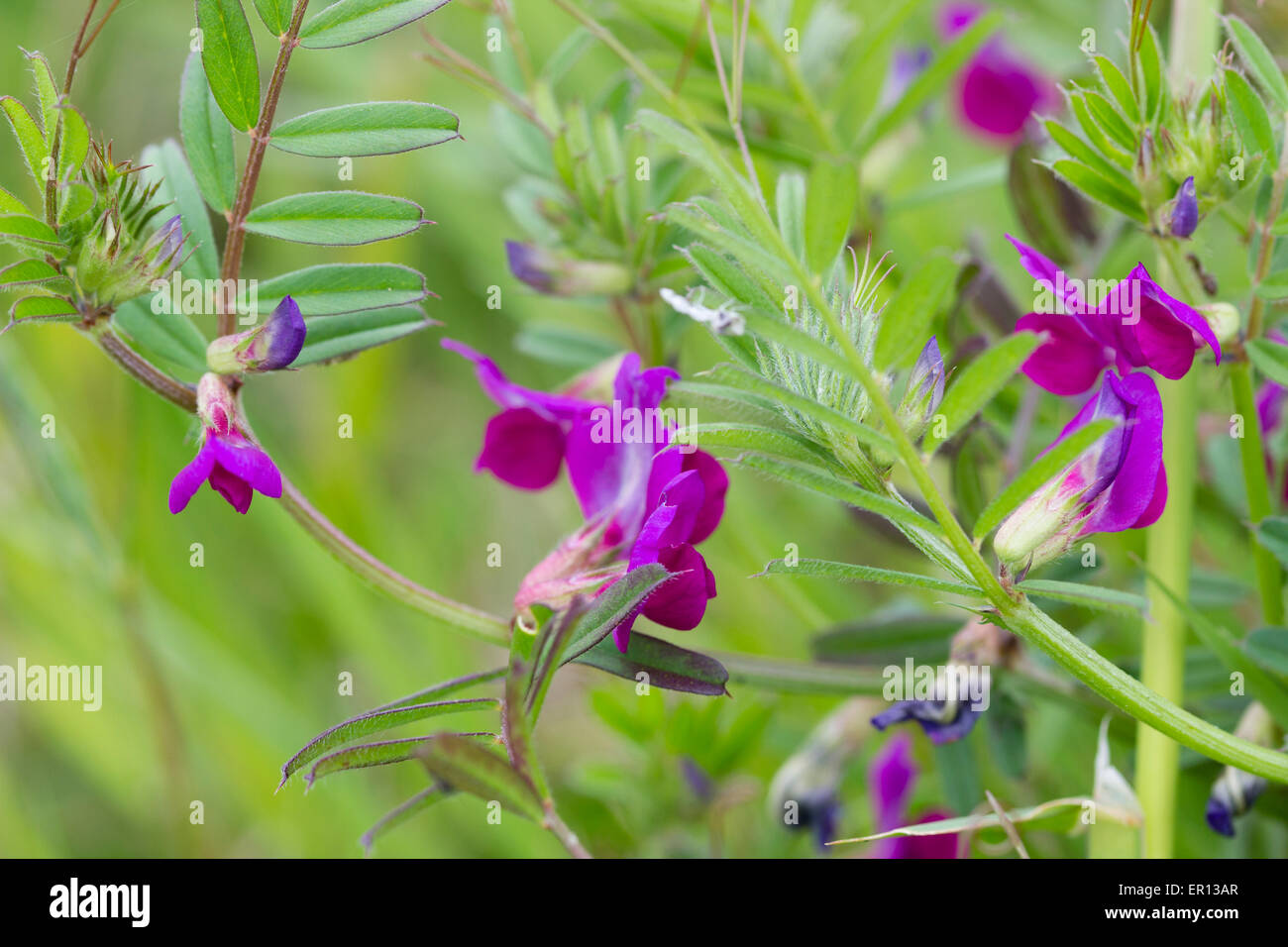 Rot-violetten Blüten die Futterwicke, Vicia Sativa, eine niedrige Klettern UK Wildblumen Stockfoto