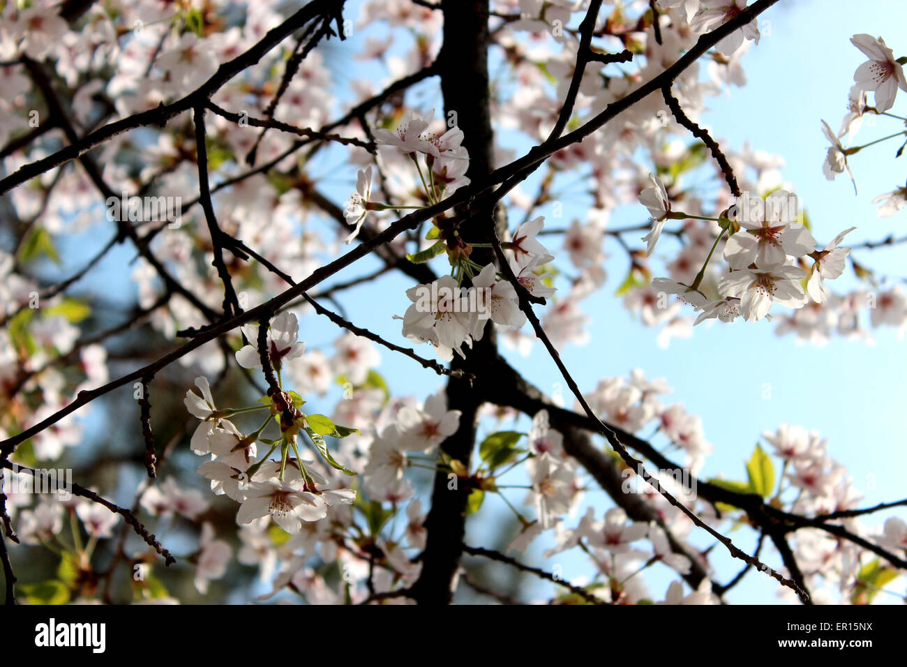Bunte Details eines traditionellen blühenden Kirschbäume Baumes in einem kanadischen Frühling Stockfoto