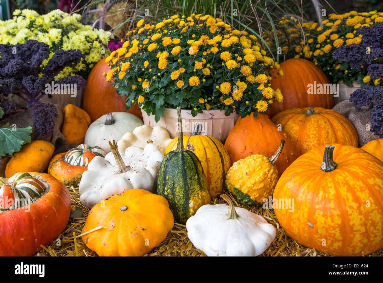 Herbst-Arrangement Stockfoto