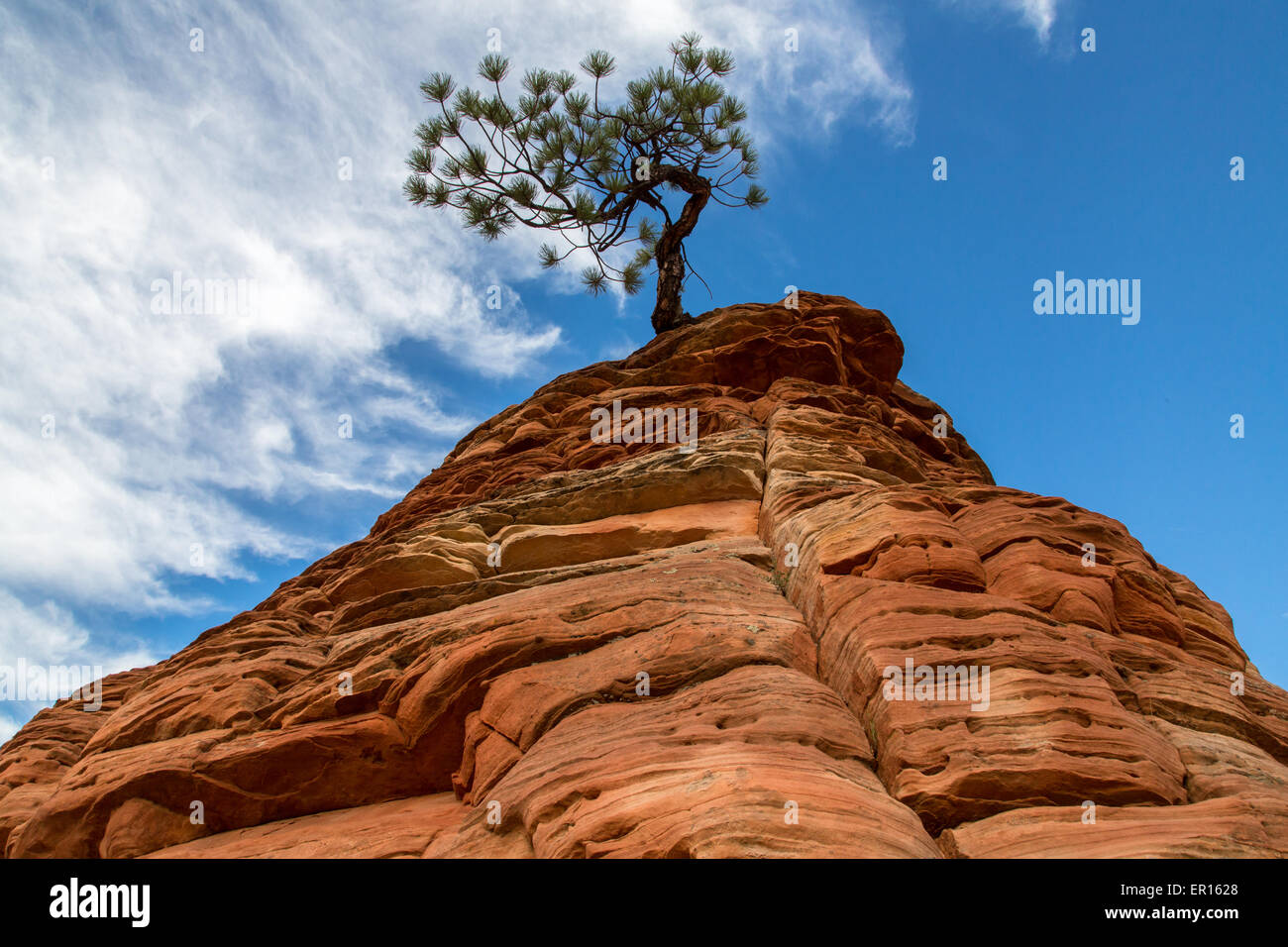 Roten Felsen-Baum Stockfoto