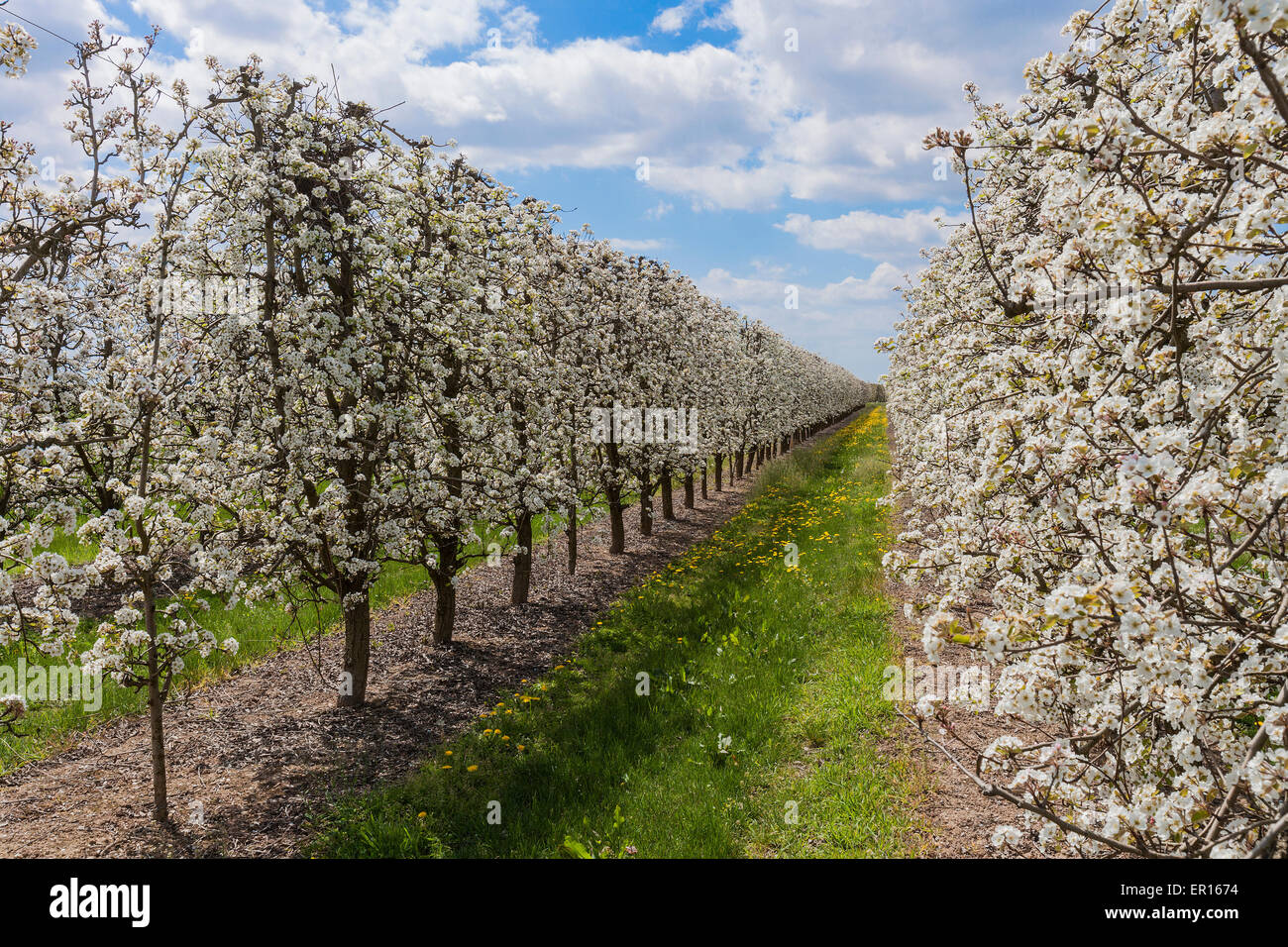 Feld mit Birne Tres in Blüte. Stockfoto