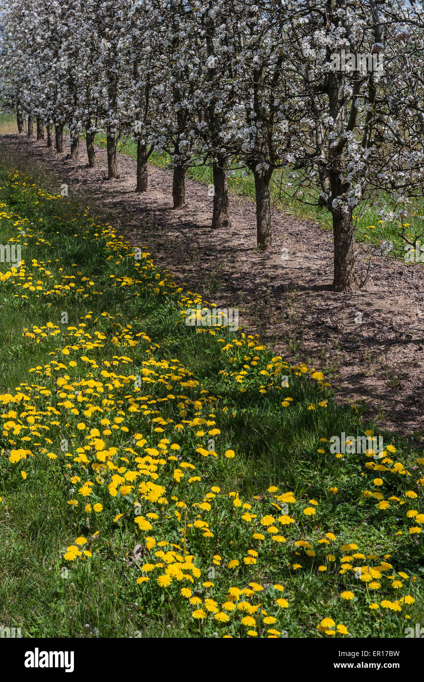 Feld mit Birne Tres in Blüte. Stockfoto