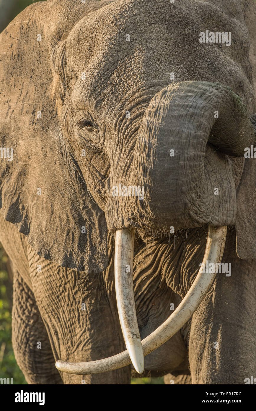 Elefant mit gekreuzten Stoßzähne, Tansania Stockfoto