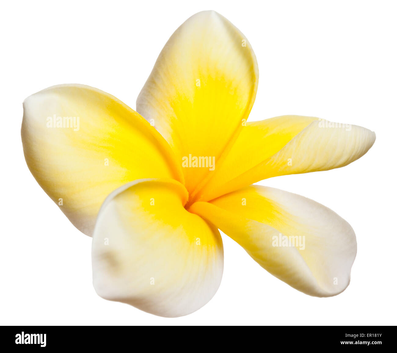 Plumeria Frangipani Blume gelb und weiß tropische Blumen auf weiß Stockfoto