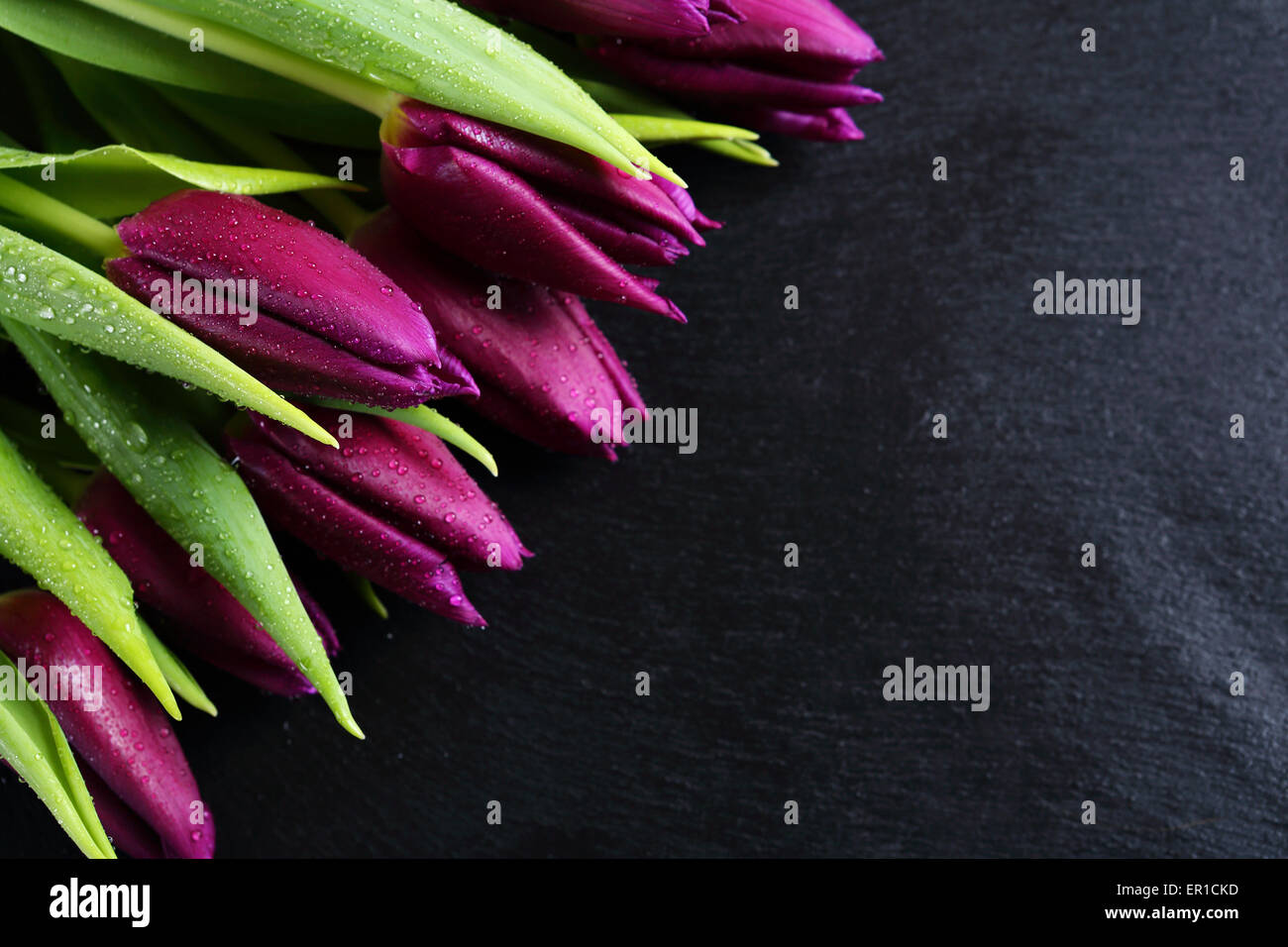 Violette Tulpen auf Schiefer, Blumen Stockfoto