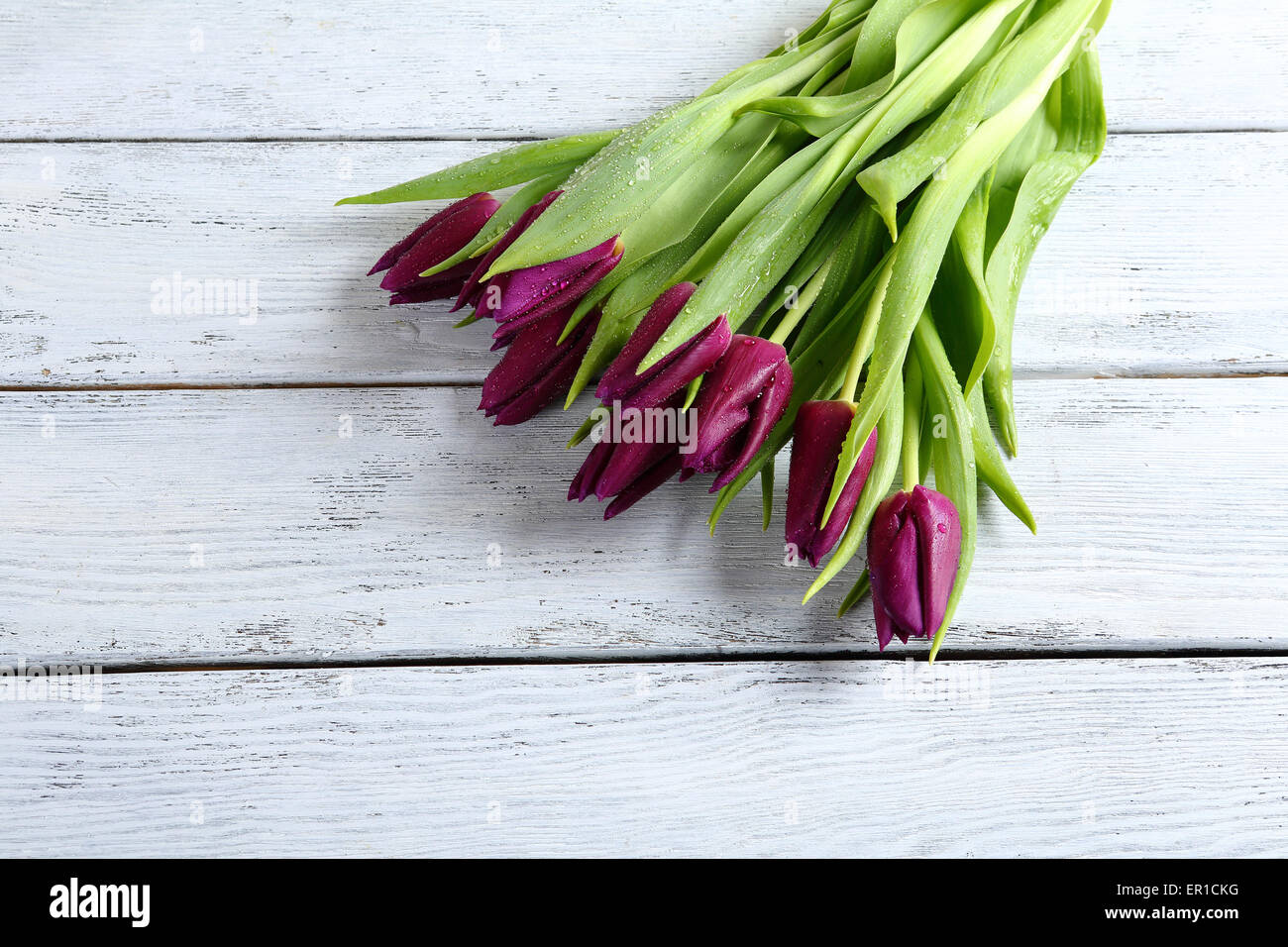 Tulpen auf Whiteboards, Blumen Stockfoto