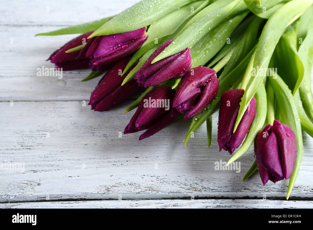 Lila Tulpen auf den Brettern, Frühling Stockfoto