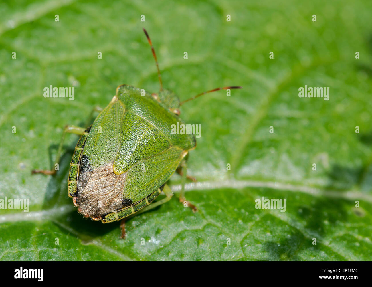 Grüne Shieldbug Stockfoto