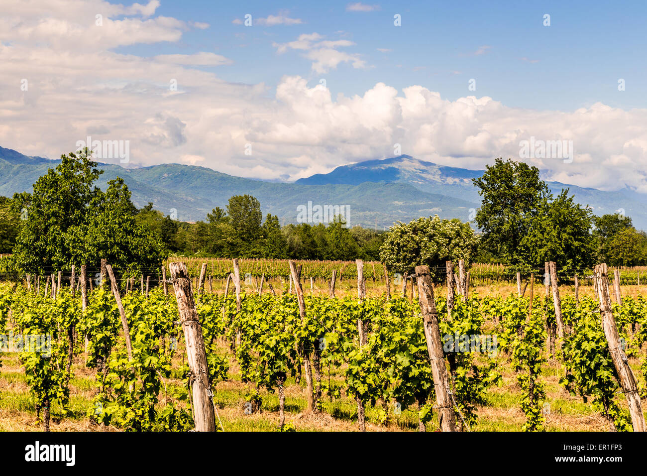 Anbau der Weinrebe in der italienischen Landschaft in einem stürmischen Sommertag Stockfoto