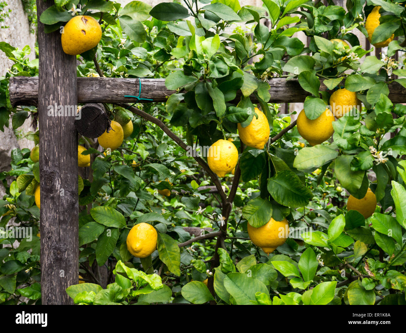 Zitronen wachsen in Limone Sul Garda Stockfoto
