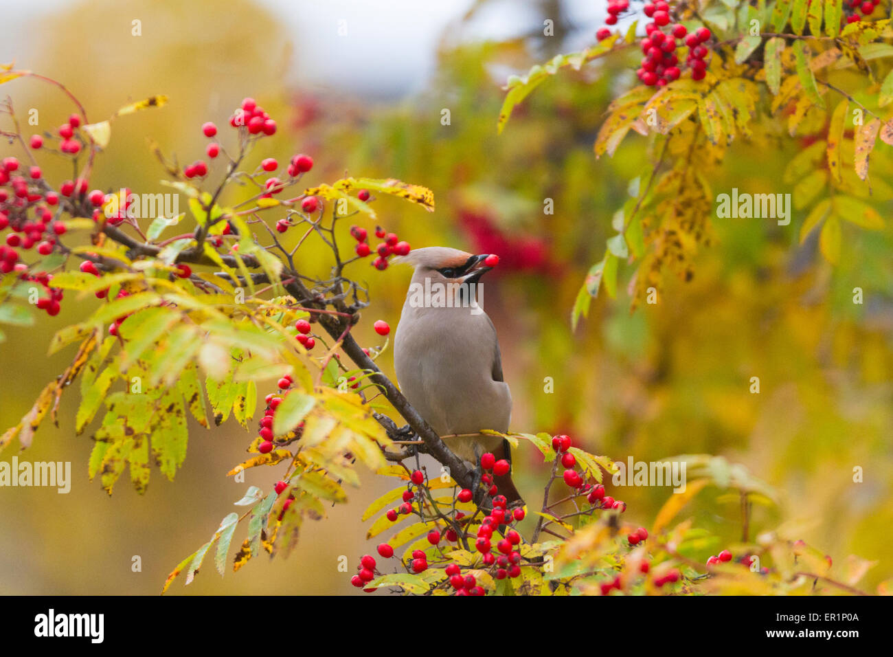 Seidenschwanz Bombycilla Garrulus, sitzen in einem Rowantree in Herbstsaison und Vogelbeeren Essen und haben auf in seinem Schnabel, Gällivare Stockfoto